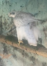 IMG_8575.jpeg