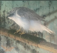 IMG_8573.jpeg