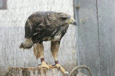 23826059_1635954679784027_5027539942595442192_o.jpg (193.66 KiB) Visto 1547 veces 23826059_1635954679784027_5027539942595442192_o.jpg