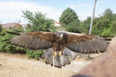 118775554_3336577816411053_7711583763476992287_n.jpg (475.32 KiB) Visto 1542 veces 118775554_3336577816411053_7711583763476992287_n.jpg