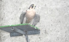 1. 535W IMG_7065.JPG