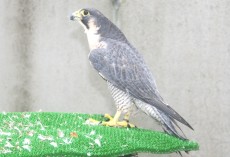 1.535W IMG_7058.JPG