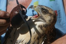 71173203_2541002492635260_8199223336933261312_n.jpg (254.83 KiB) Visto 1159 veces 71173203_2541002492635260_8199223336933261312_n.jpg