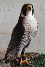 IMG_20240926_135721.jpg (335.01 KiB) Visto 417 veces IMG_20240926_135721.jpg