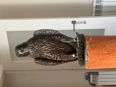 IMG_0647.jpeg