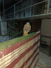 IMG_20241010_193329.jpg