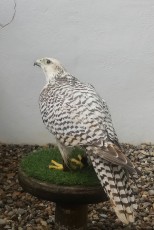 Hembra 7/8.