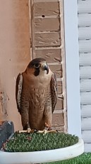 IMG_20241008_131518_902.jpg