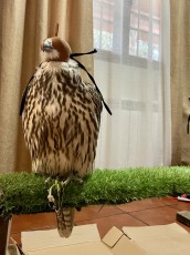 IMG_4628.jpeg