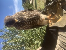 IMG_9453.jpeg
