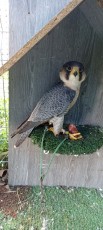 IMG_20241019_092635.jpg