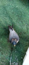 IMG_20241019_092403.jpg
