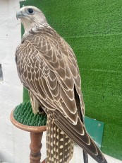 IMG_5019.jpeg