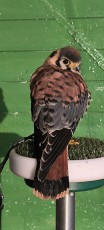 IMG_20241118_083945.jpg
