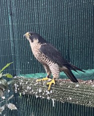IMG_0852.jpeg