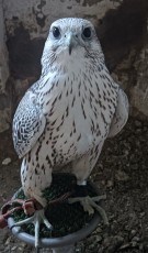 Macho de Grifalte