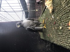 IMG_8534.jpeg