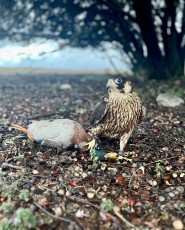 IMG_6566.jpeg