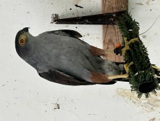 IMG_7599.jpeg