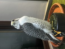 IMG_7325.jpeg