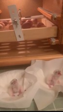IMG_7513.jpeg