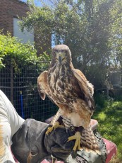 39462c09-9458-4e15-8e0d-016870dae41a (1).jpg (163.96 KiB) Visto 2784 veces 39462c09-9458-4e15-8e0d-016870dae41a (1).jpg