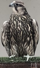 halcon (1).jpg