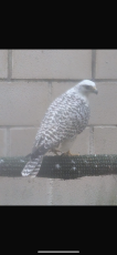 IMG_0980.png