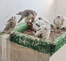 Híbrida G X L.jpg