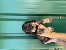 IMG_2495.jpeg