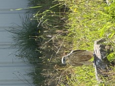 IMG_1155.jpeg