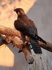 IMG_5086.jpeg