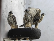 Pollos Altái ruso
