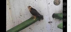 pollo 25 (1).jpg