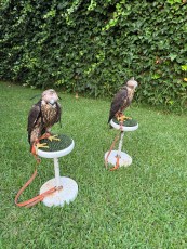 Hembras pollos bookei