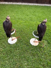 Hembras pollos bookei