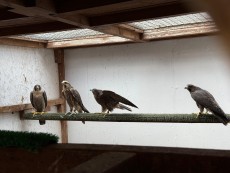 Hembras de Brookei y hembra de hibrida