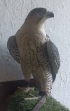 Hibrido