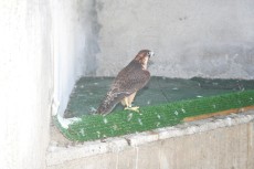 1.IMG_7204.JPG