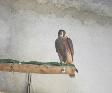 W583IMG_7215.JPG