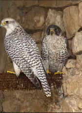 Captura de pantalla 2025-10-24 174705.png