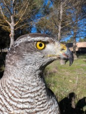 Foto de hoy en jornada de caza